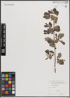 Foto von Salix cinerea L.
